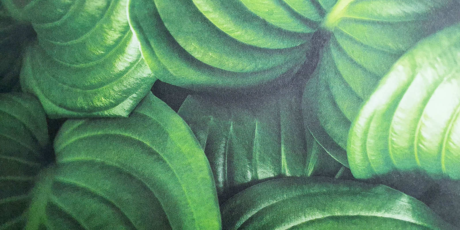 Conservation_sliderimage